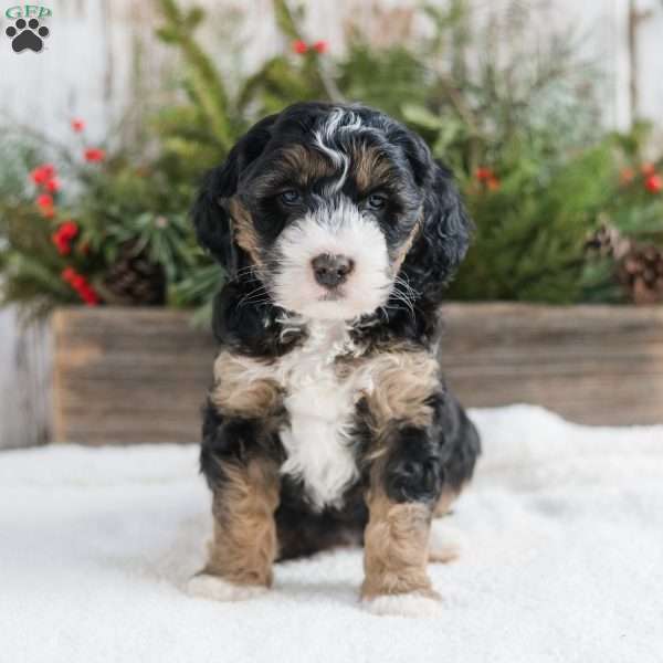 Dixie, Mini Bernedoodle Puppy
